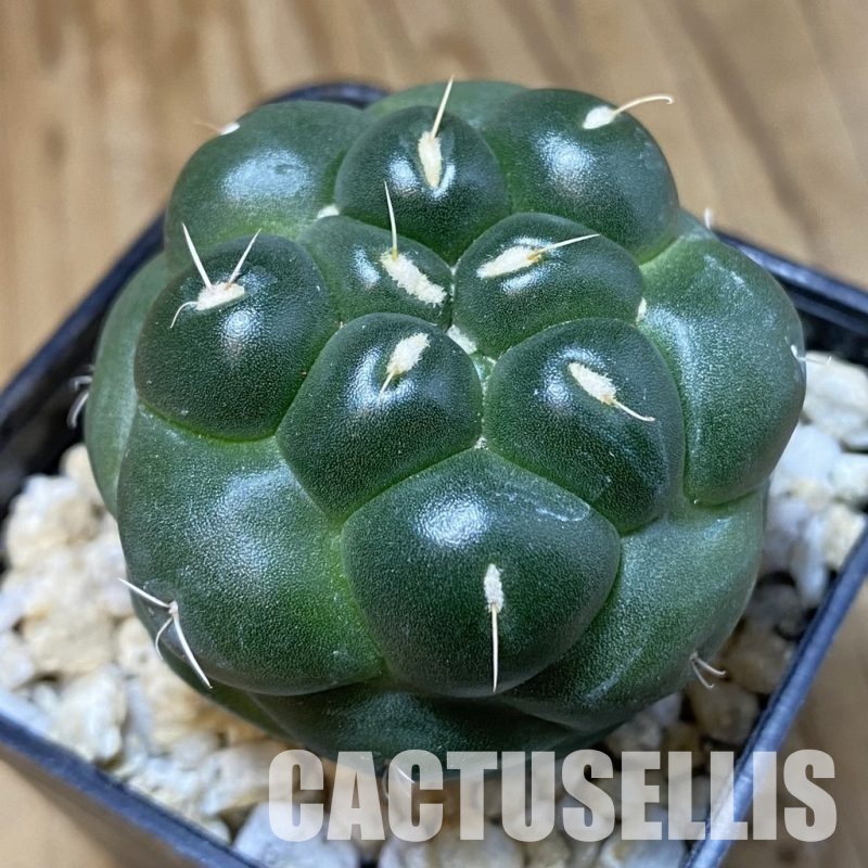 SH30295 Coryphantha elephantidens ‘inermis’