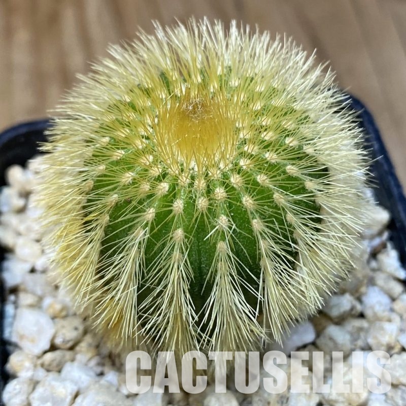 SH30296 Uebelmannia eriocactoides