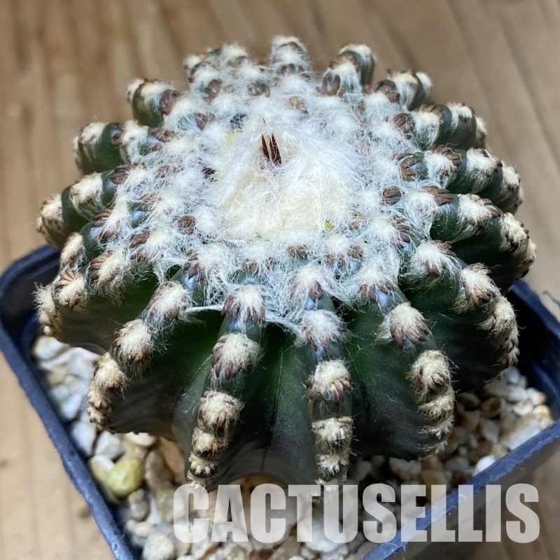 SH30297 Discocactus horstii