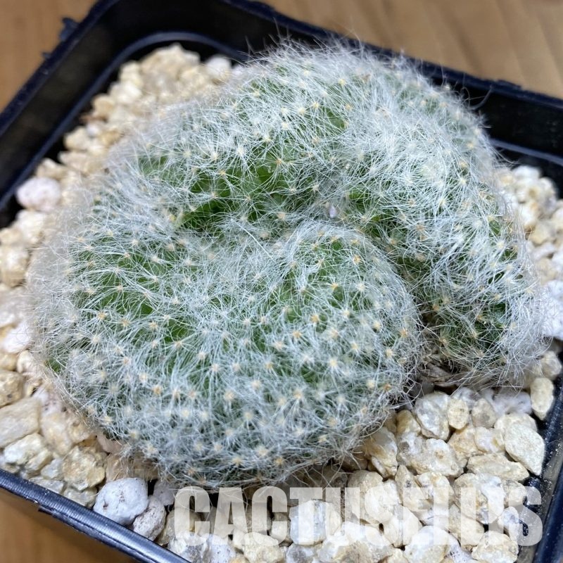 SH30283 Mammillaria baumii f. cristata
