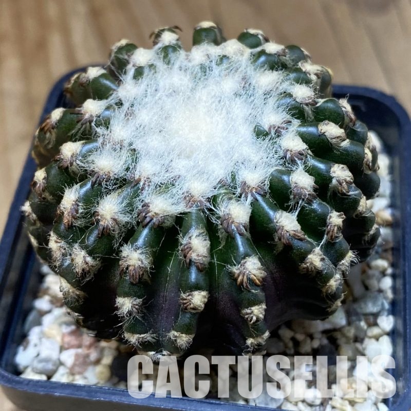 SH30298 Discocactus horstii