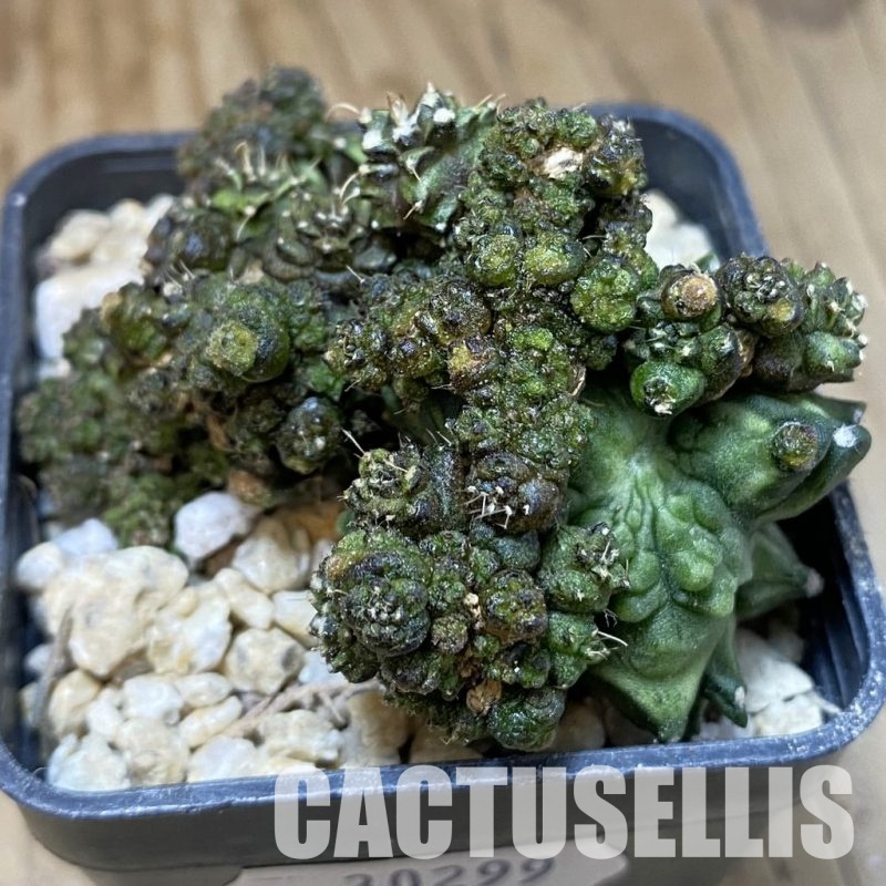 SH30299 Gymnocalycium mihanovichii ‘Green Crocodile’