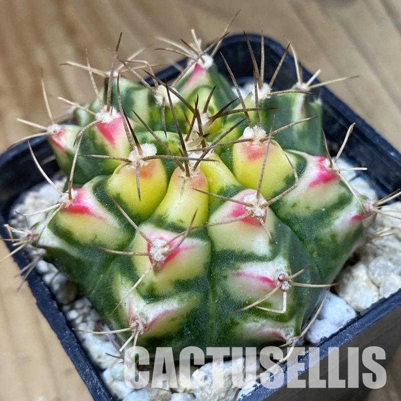 SH30301 Gymnocalycium mihanovichii ‘Flower Field’