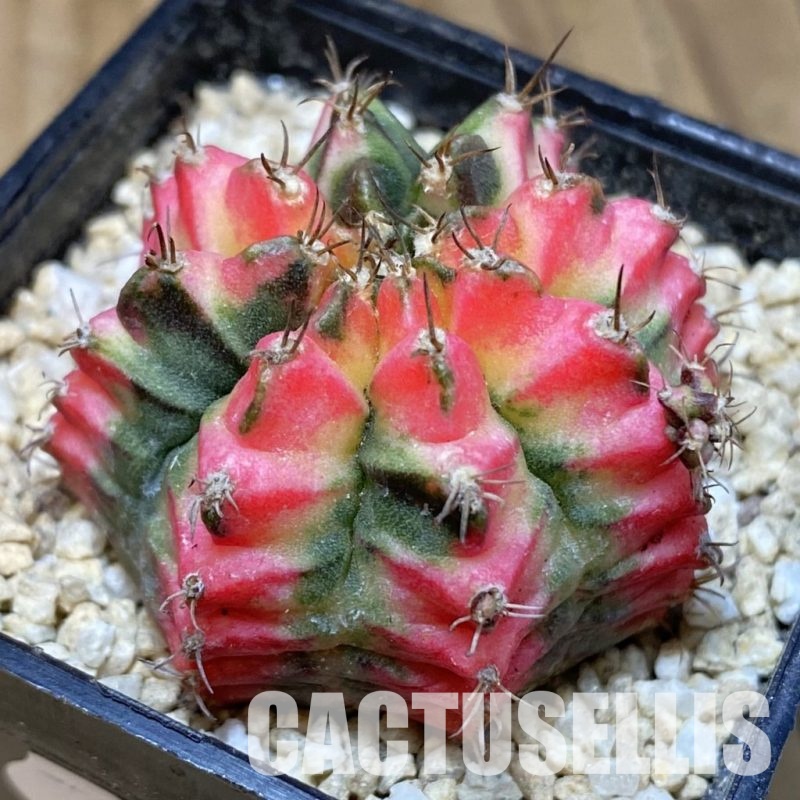 SH30302 Gymnocalycium mihanovichii ‘Multicolor’