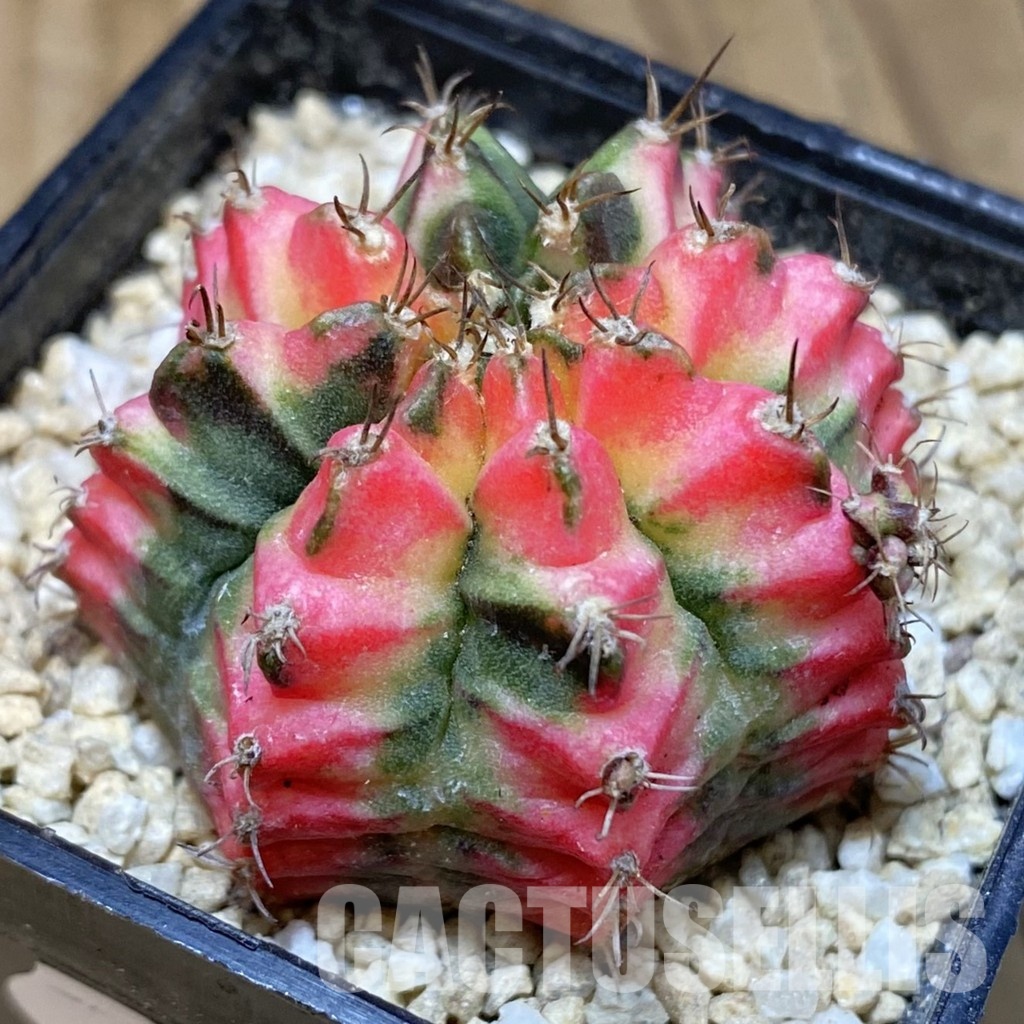 SH30302 Gymnocalycium mihanovichii ‘Multicolor’