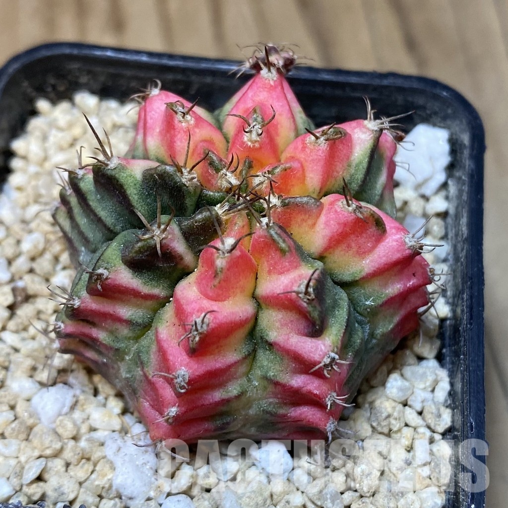 SH30302 Gymnocalycium mihanovichii ‘Multicolor’ - Image 2