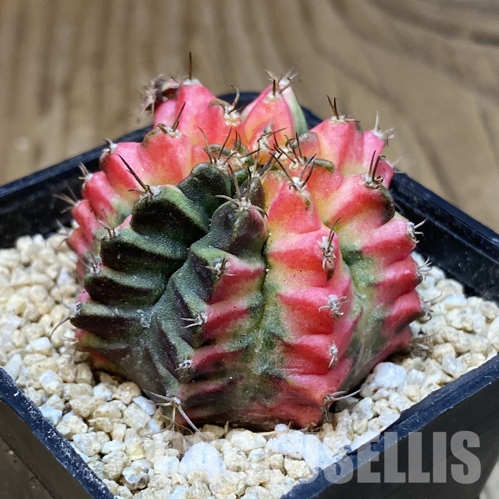 SH30302 Gymnocalycium mihanovichii ‘Multicolor’ - Image 3