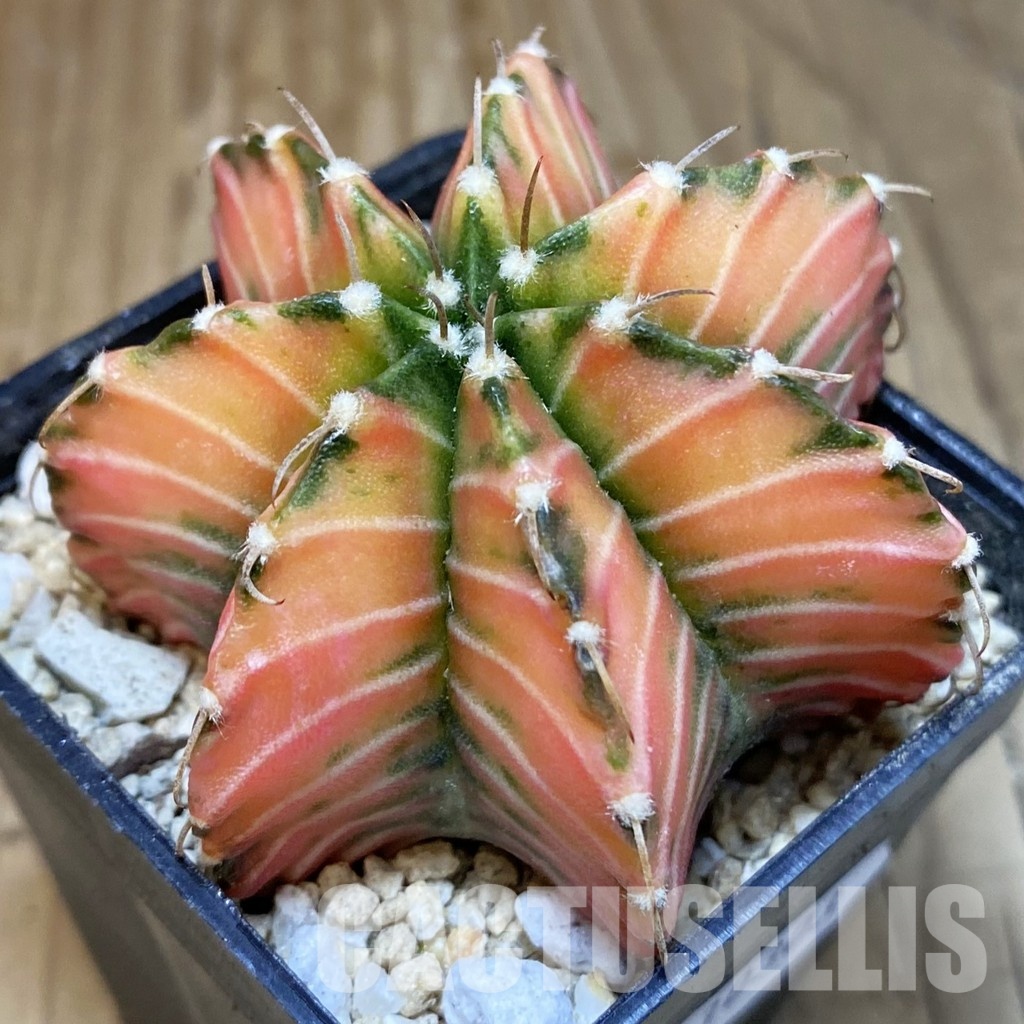 SH30303 Gymnocalycium friedrichii LB f. variegata, seedling