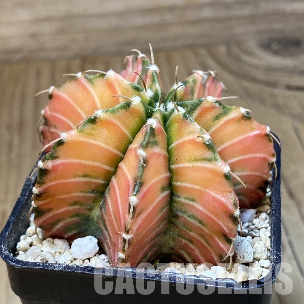 SH30303 Gymnocalycium friedrichii LB f. variegata, seedling - Image 3