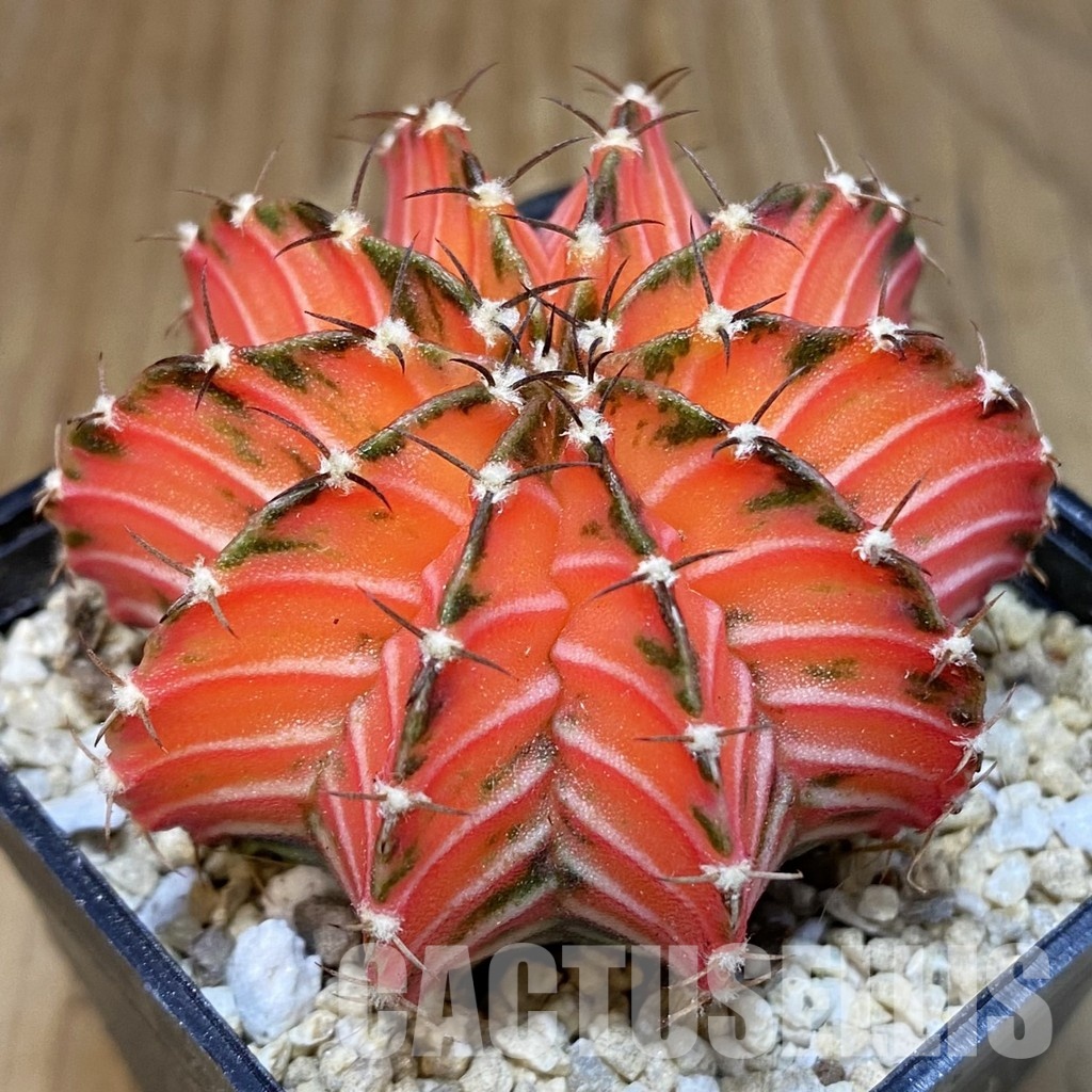 SH30304 Gymnocalycium friedrichii LB f. variegata, seedling