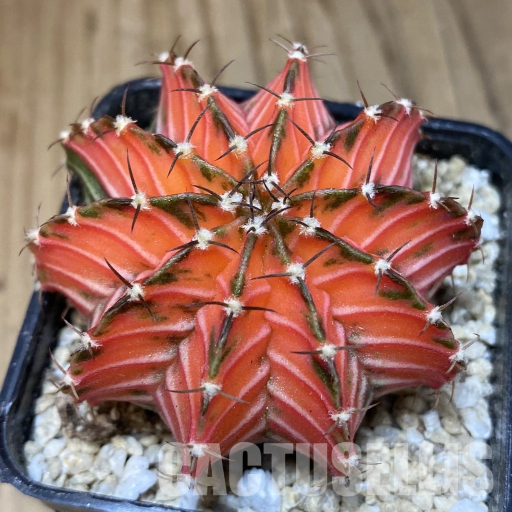 SH30304 Gymnocalycium friedrichii LB f. variegata, seedling - Imagen 2