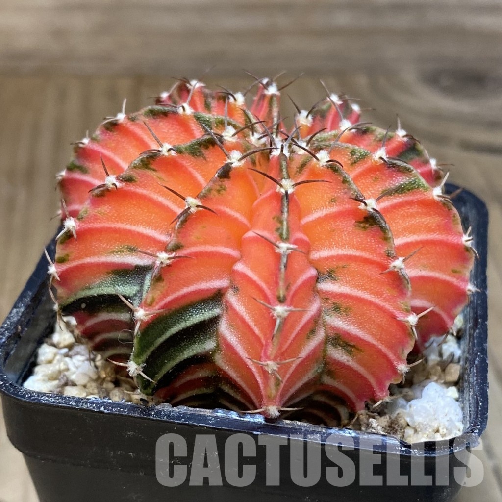 SH30304 Gymnocalycium friedrichii LB f. variegata, seedling - Imagen 3