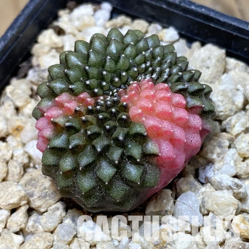 SH30305 Gymnocalycium mihanovichii ‘inermis’ f. variegata, seedling
