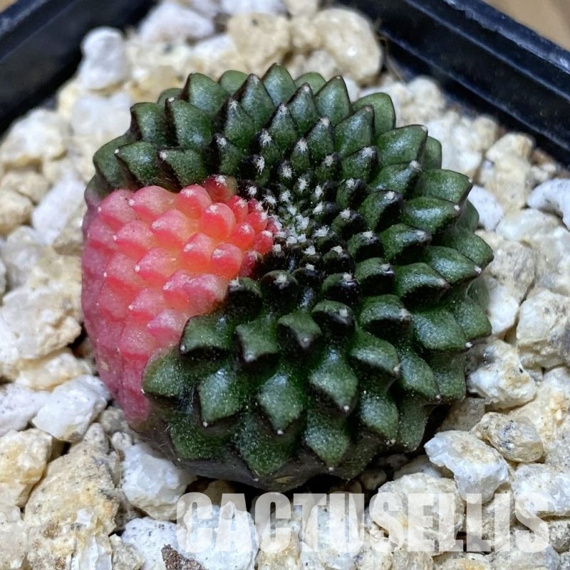 SH30306 Gymnocalycium mihanovichii ‘inermis’ f. variegata, seedling