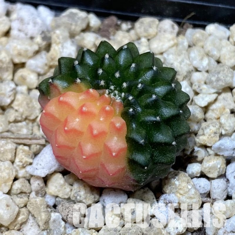 SH30307 Gymnocalycium mihanovichii ‘inermis’ f. variegata, seedling