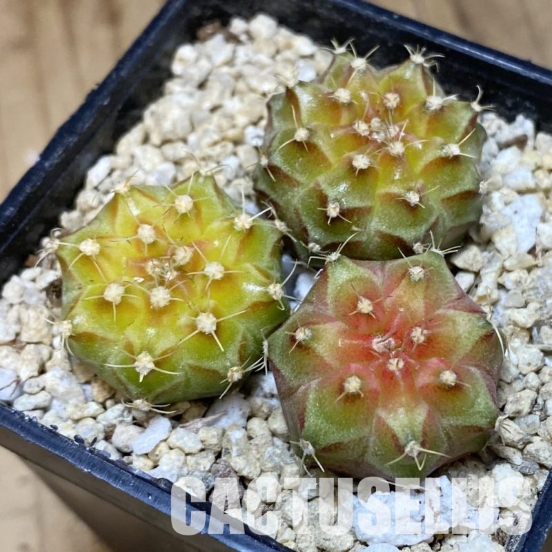 SH30308 Gymnocalycium mihanovichii ‘Neon’ hybrid, 3 plants