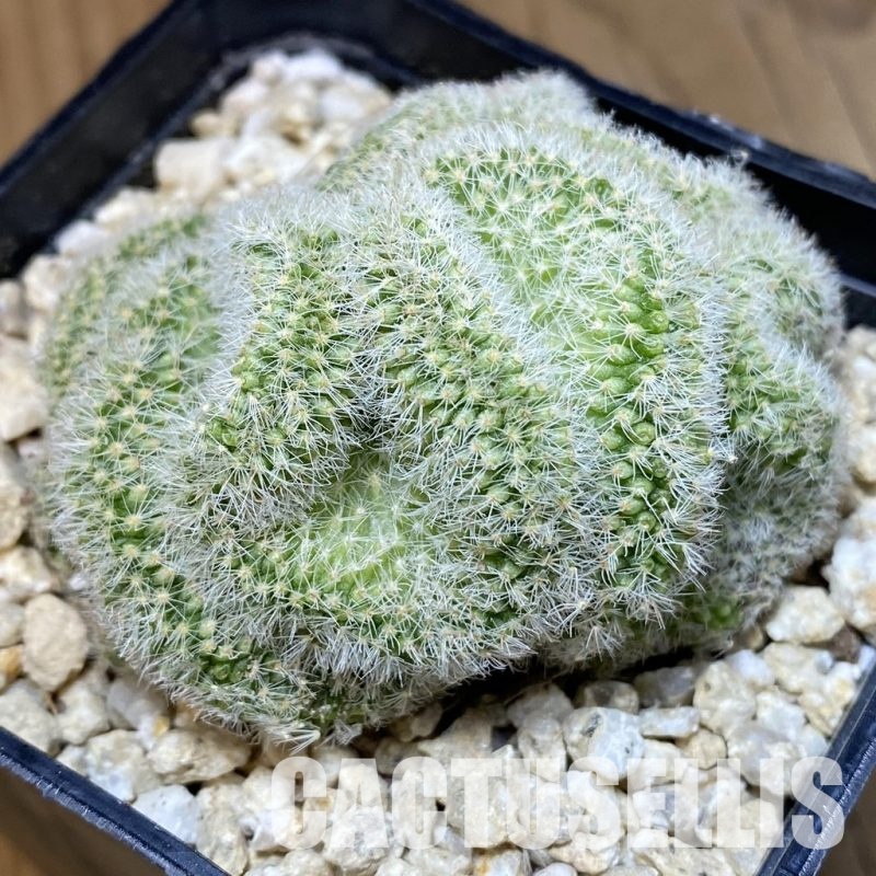 SH30284 Mammillaria spinosissima rubrispina f. cristata