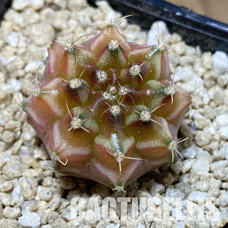 SH30309 Gymnocalycium mihanovichii ‘Neon’ hybrid