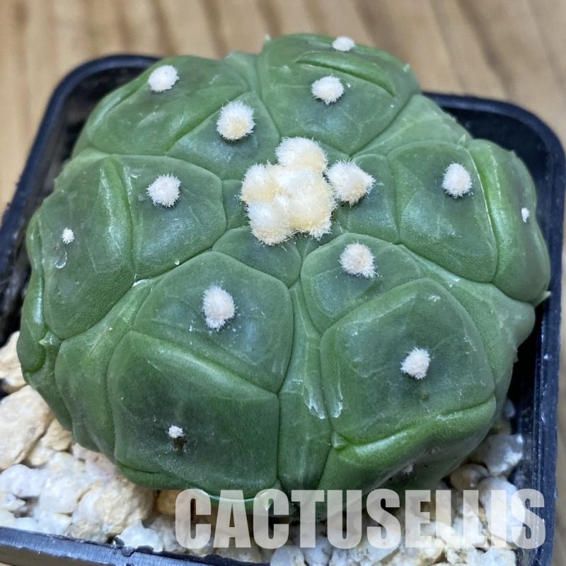 SH30311 Astrophytum asterias ‘Kikko’, 6-ribs