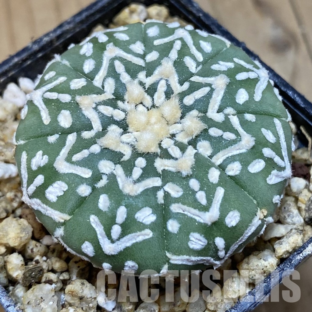 SH30385 Astrophytum asterias ‘Super Kabuto’ V-type f. nudum