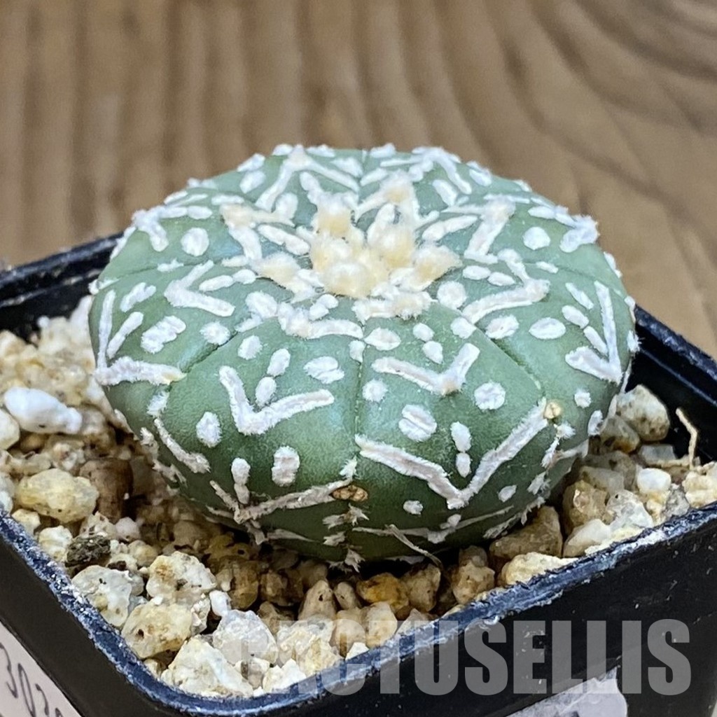 SH30385 Astrophytum asterias ‘Super Kabuto’ V-type f. nudum - Image 2