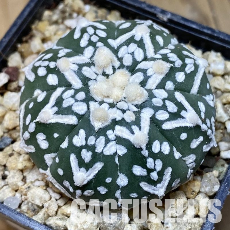 SH30386 Astrophytum asterias ‘Super Kabuto’ V-type f. nudum
