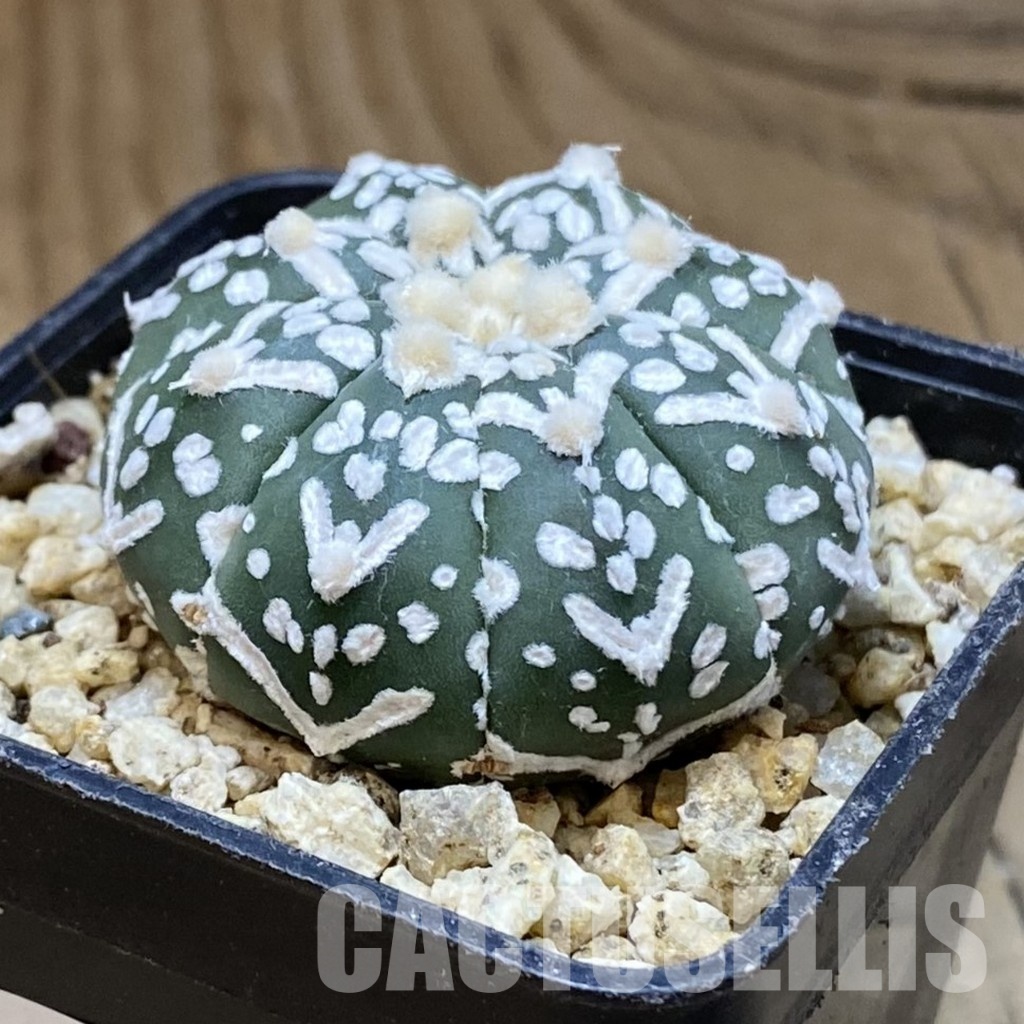 SH30386 Astrophytum asterias ‘Super Kabuto’ V-type f. nudum – Image 2
