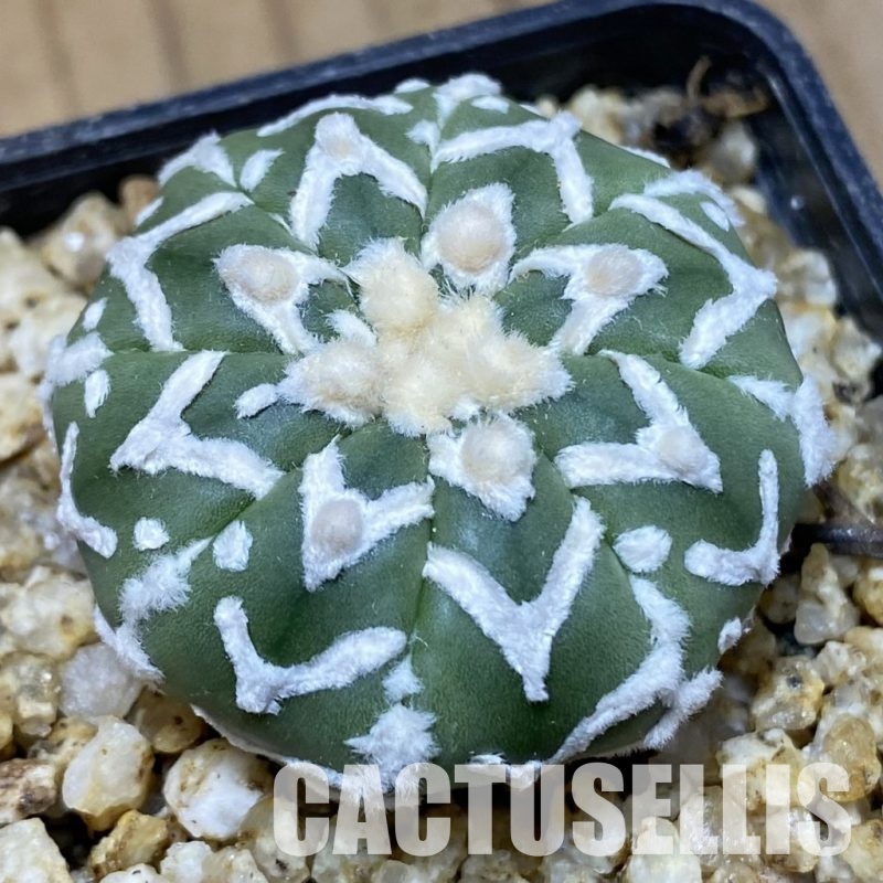 SH30387 Astrophytum asterias ‘Super Kabuto’ V-type f. nudum