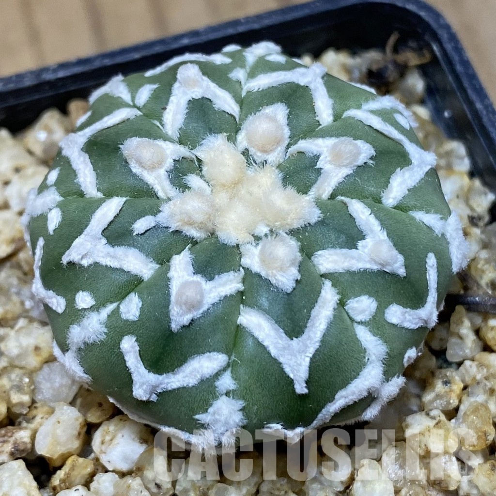 SH30387 Astrophytum asterias ‘Super Kabuto’ V-type f. nudum