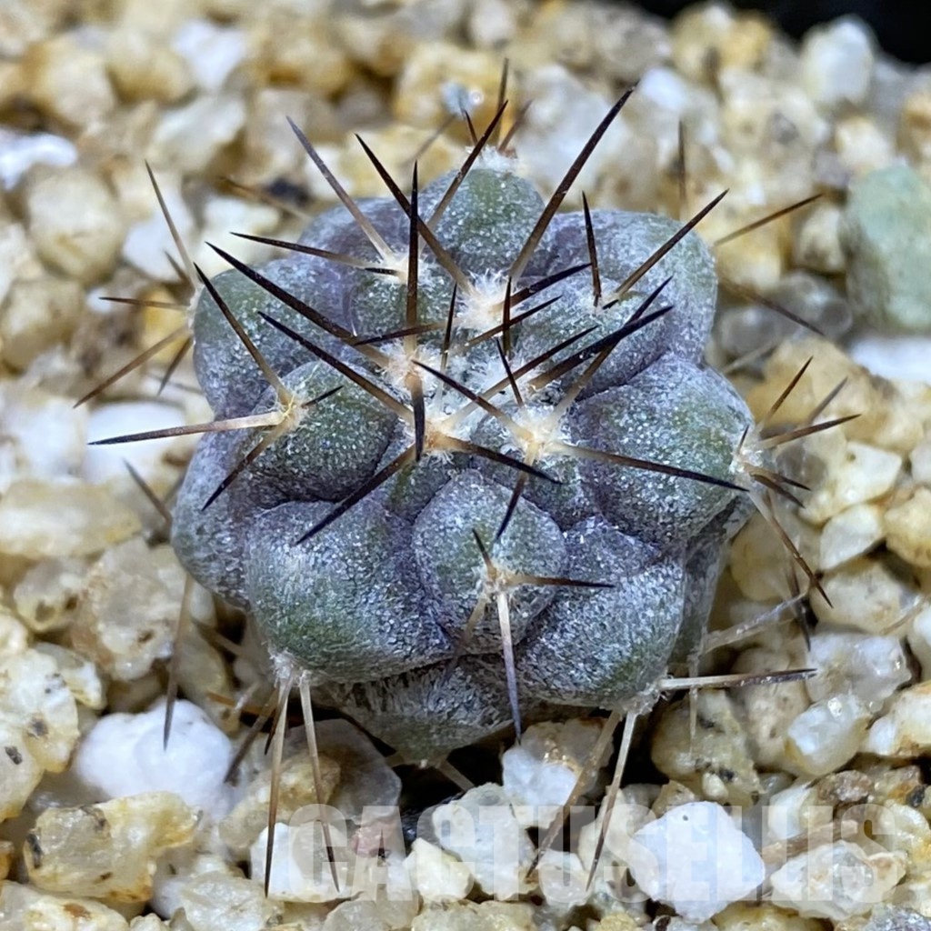SH30355 Copiapoa cinerea -Perales-