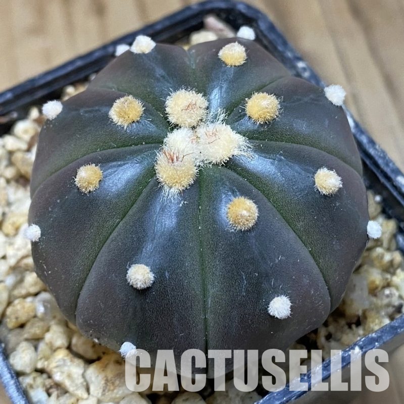 SH30388 Astrophytum asterias ‘Purple Skin’