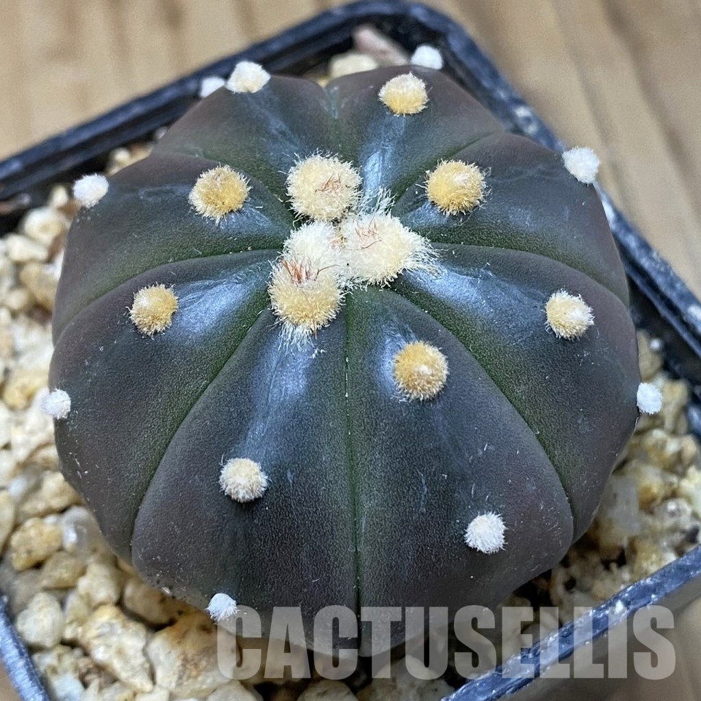 SH30388 Astrophytum asterias ‘Purple Skin’