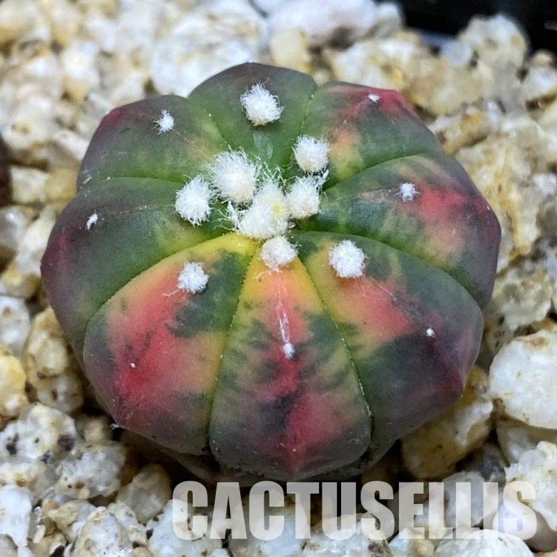 SH30389 Astrophytum asterias ‘Red Purple Skin’ f. variegata