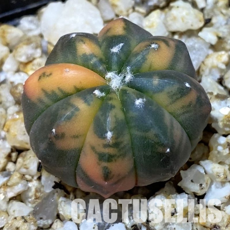 SH30390 Astrophytum asterias ‘Red Purple Skin’ f. variegata