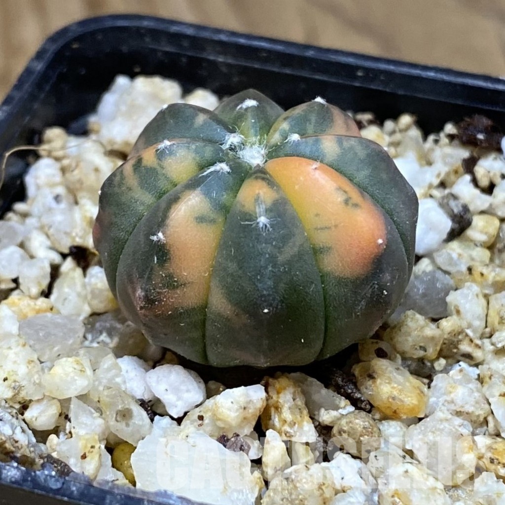 SH30390 Astrophytum asterias ‘Red Purple Skin’ f. variegata – Image 2