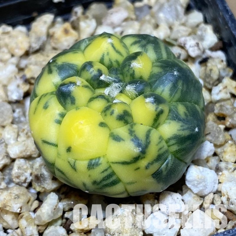 SH30391 Astrophytum asterias ‘Kikko’ f. variegata