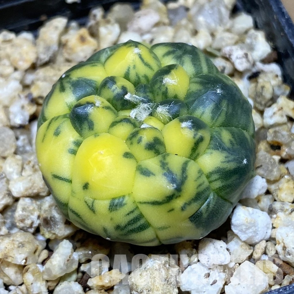 SH30391 Astrophytum asterias ‘Kikko’ f. variegata