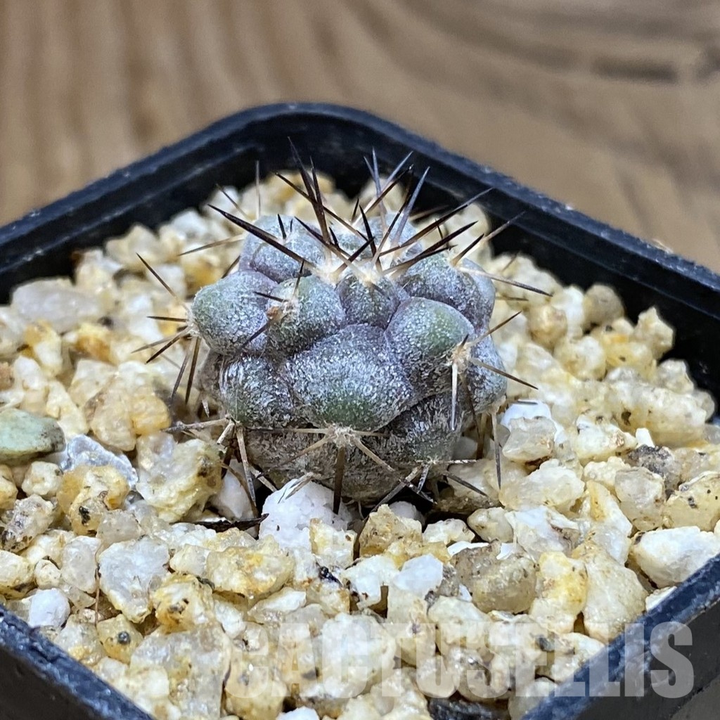 SH30355 Copiapoa cinerea -Perales- - Image 2