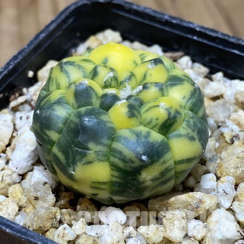 SH30391 Astrophytum asterias ‘Kikko’ f. variegata - 画像 (2)