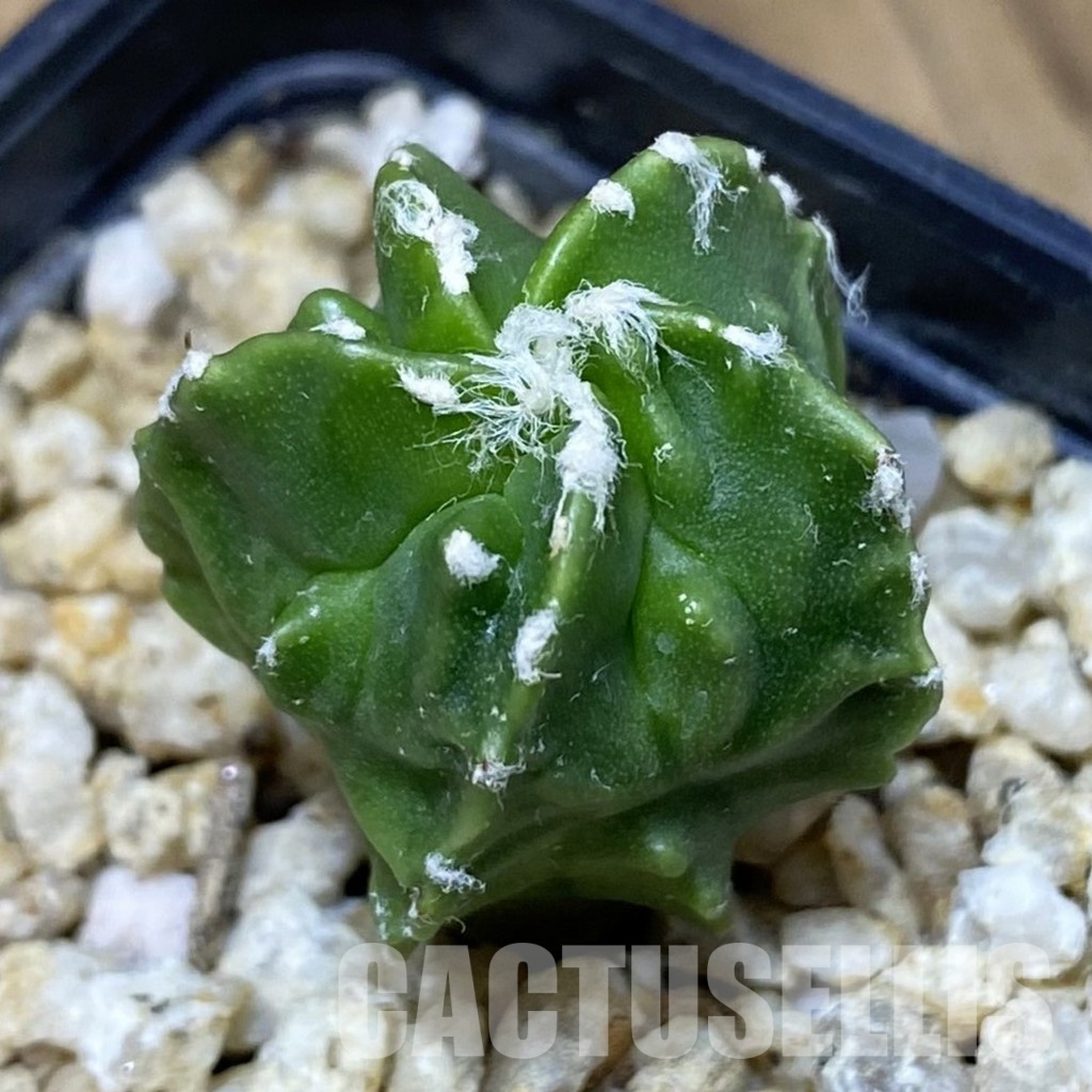 SH30392 Astrophytum myriostigma ‘Fukuryu’