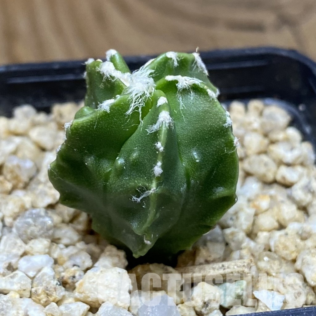 SH30392 Astrophytum myriostigma ‘Fukuryu’ - 画像 (2)