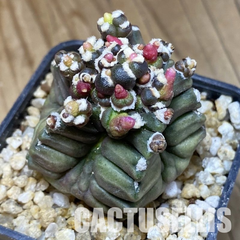 SH30393 Gymnocalycium mihanovichii ‘Transformer’