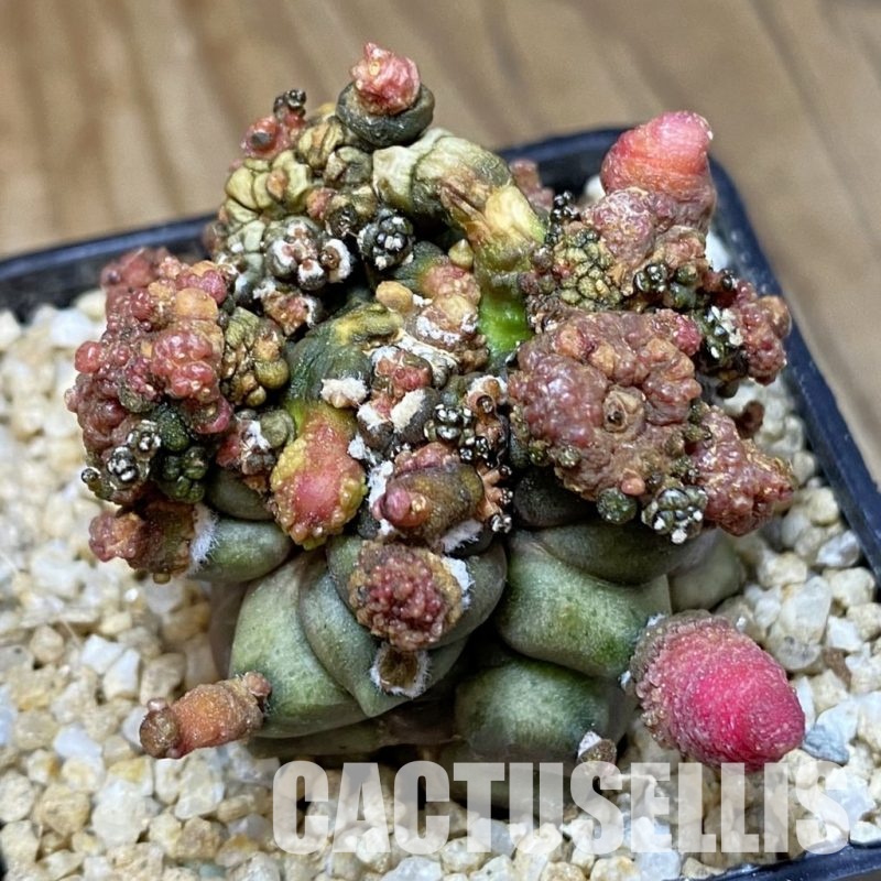SH30394 Gymnocalycium mihanovichii ‘Transformer’