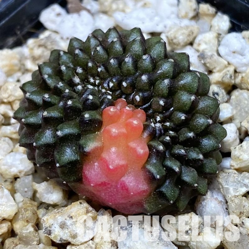 SH30395 Gymnocalycium mihanovichii ‘inermis’ f. variegata cristata, seedling
