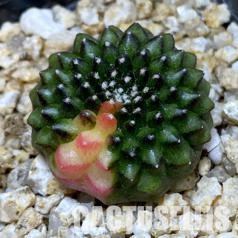 SH30396 Gymnocalycium mihanovichii ‘inermis’ f. variegata, seedling