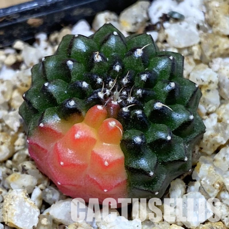 SH30397 Gymnocalycium mihanovichii ‘inermis’ f. variegata, seedling