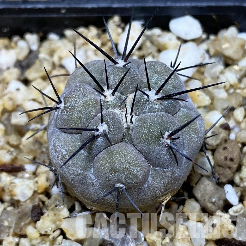 SH30356 Copiapoa cinerea -Perales-