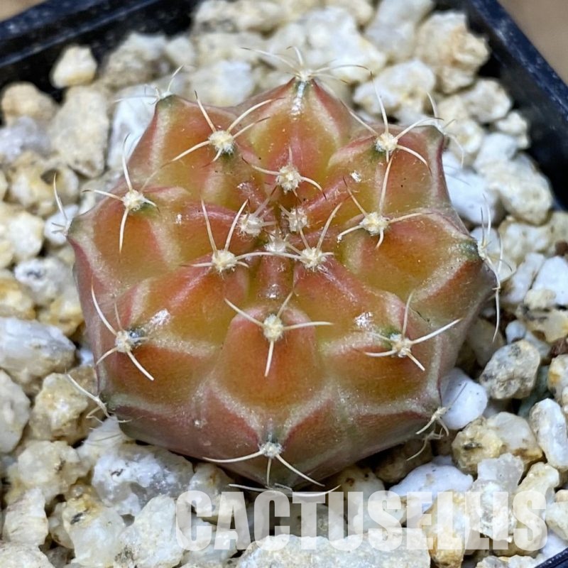 SH30398 Gymnocalycium mihanovichii ‘Neon’ hybrid