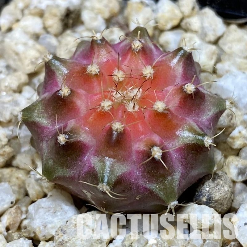 SH30399 Gymnocalycium mihanovichii ‘Neon’ hybrid