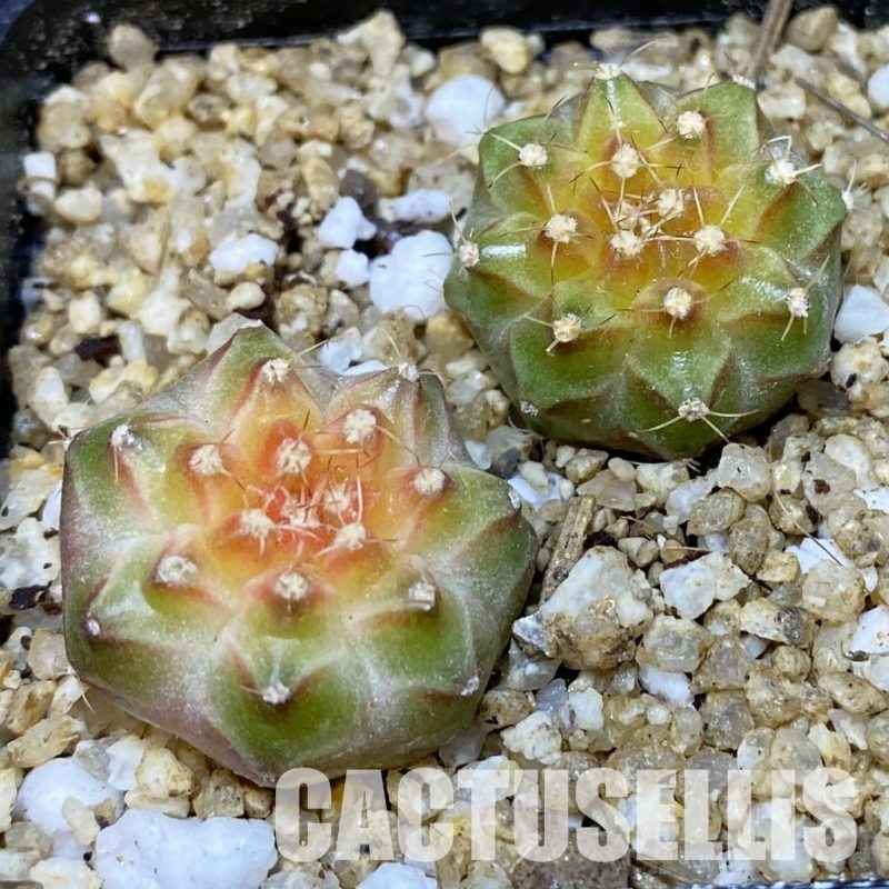 SH30400 Gymnocalycium mihanovichii ‘Neon’ hybrid, 2 plants